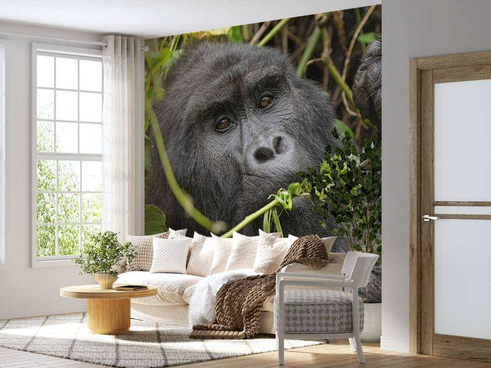 Gorilla between the branches