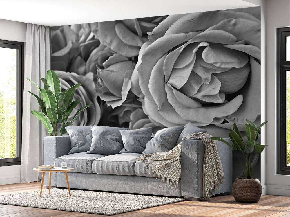 Roses black and white