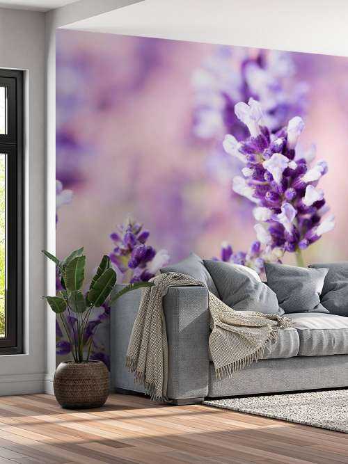 Lavender flower