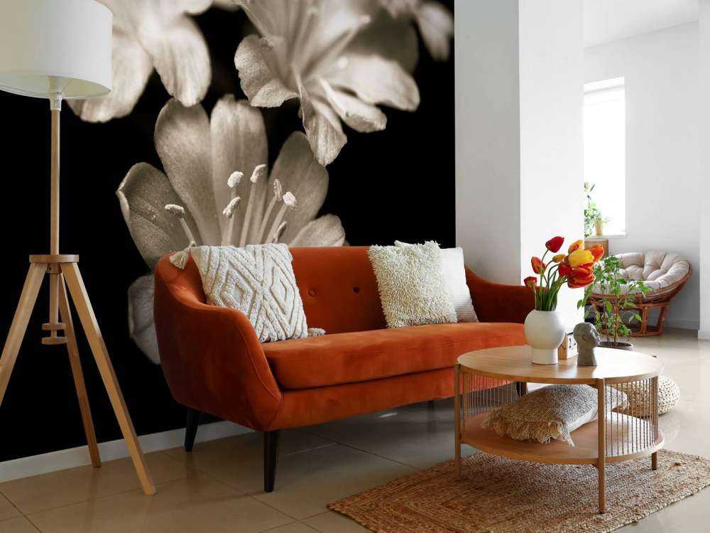 Lewisia blossom close-up