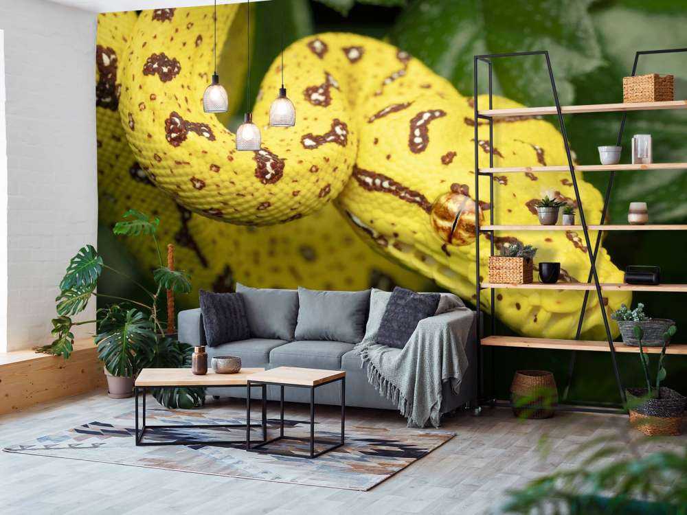 Close-up tree python