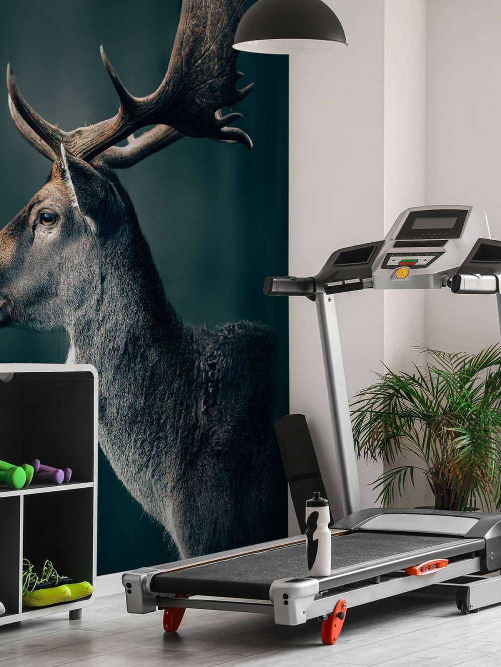 Fallow deer close-up