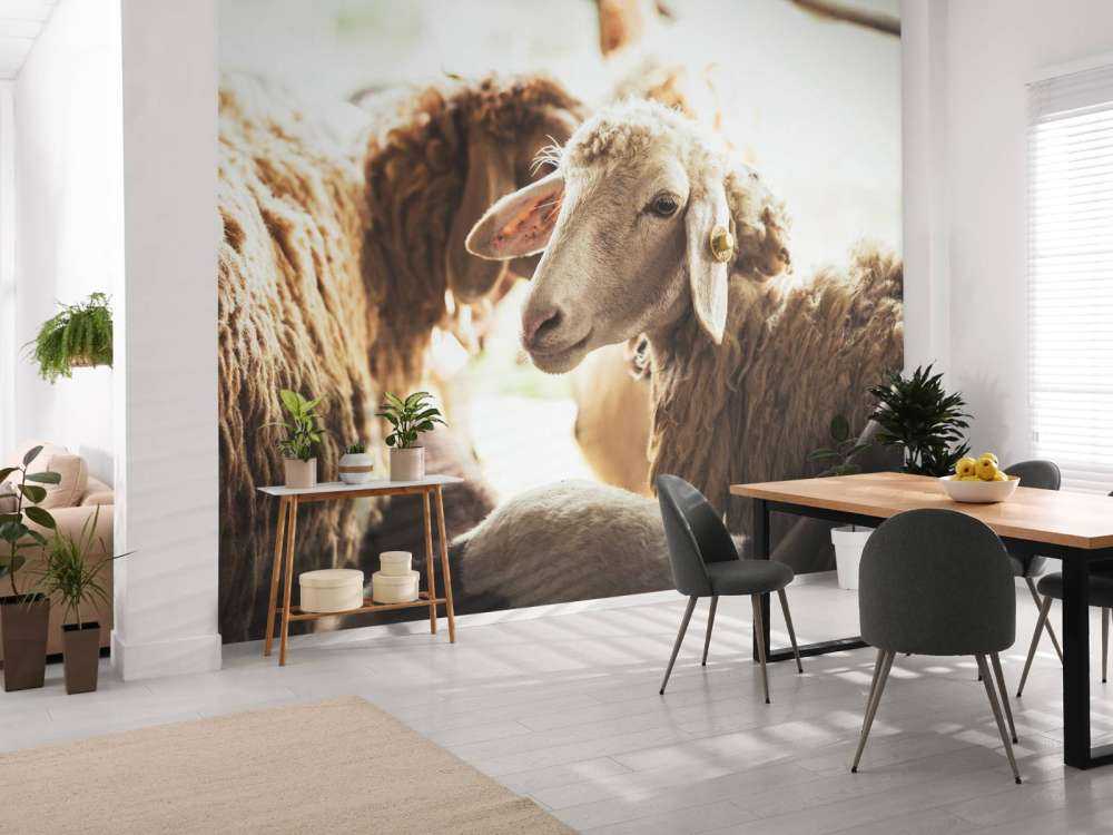 Sheep in stable