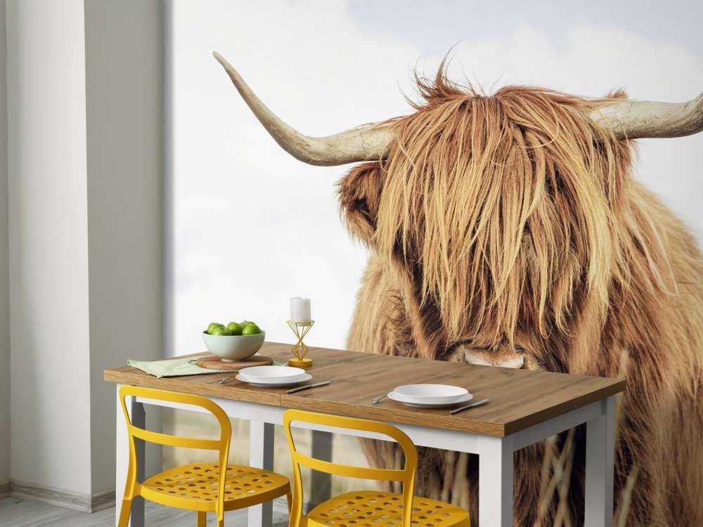 Close-up of a Scottish Highlander
