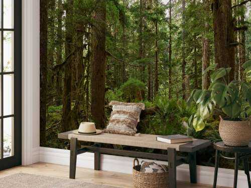 Wild forest