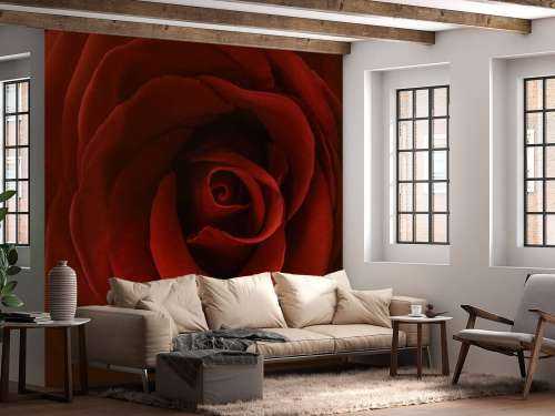 Close-up red rose