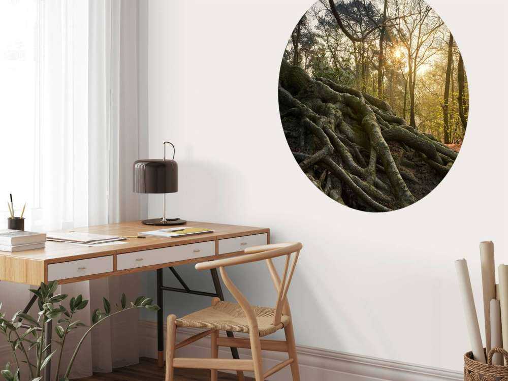 Tree roots above ground