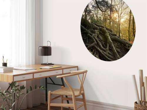 Tree roots above ground