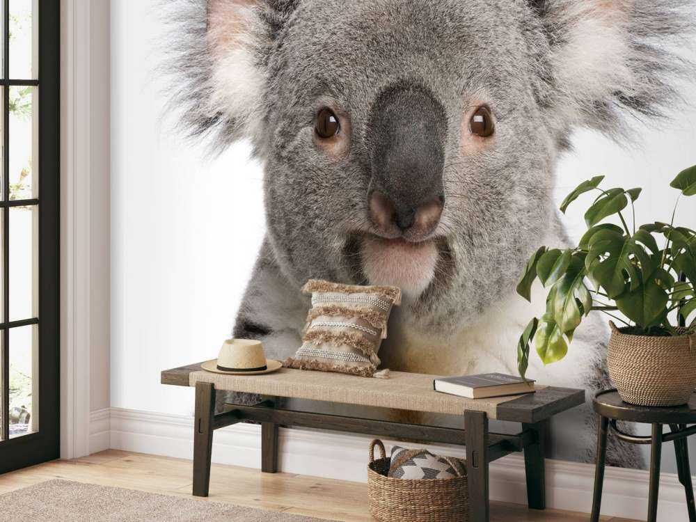 Photo of a koala