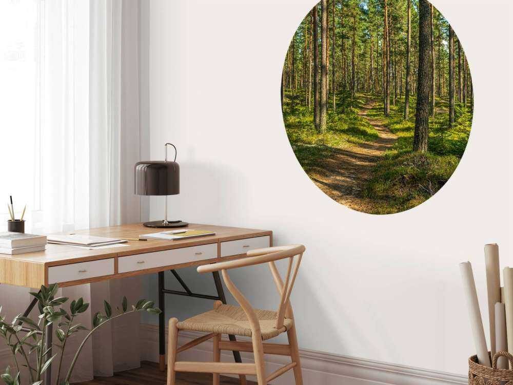 Footpath in pine forest