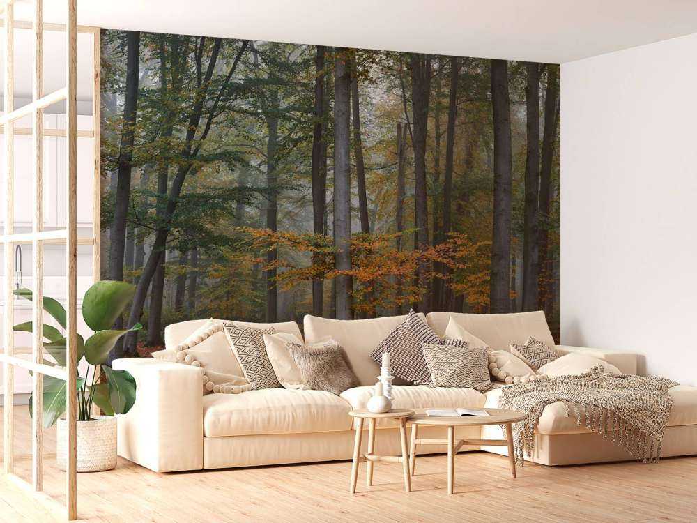 Autumn colours in misty forest