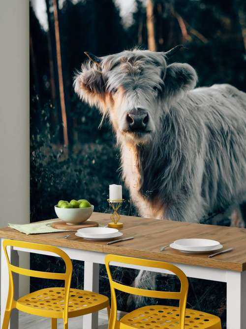 Scottish Highlander calf