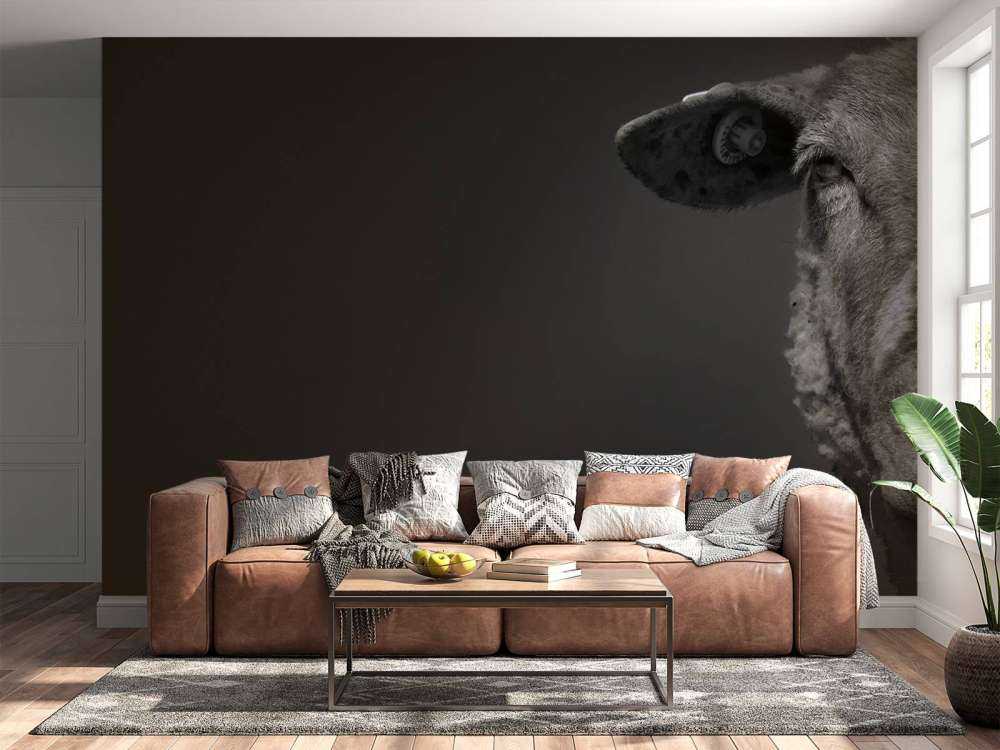 Close-up sheep black and white