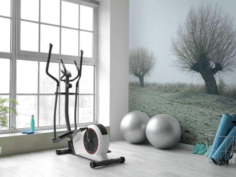 Pollard willows in the fog