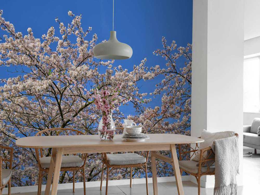 Blossom with blue sky