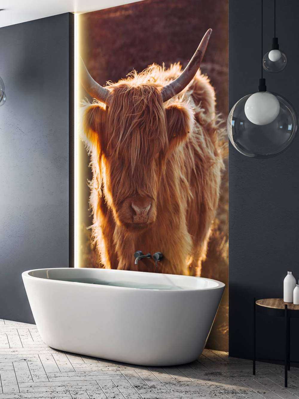 Scottish Highlander in the sun