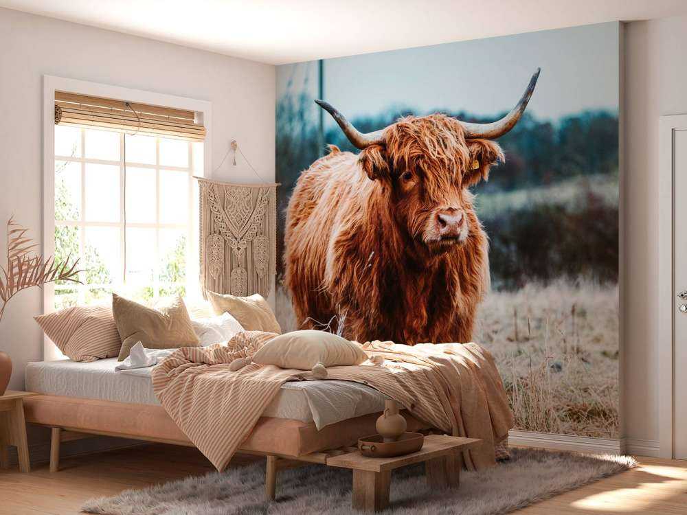 Scottish highlander in the forest