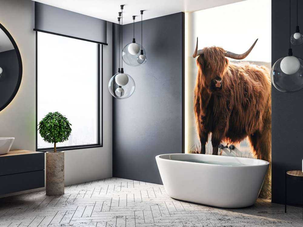 Scottish highlander on a hill