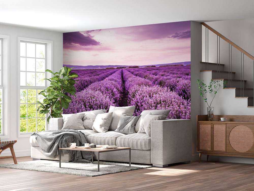 Lavender bushes