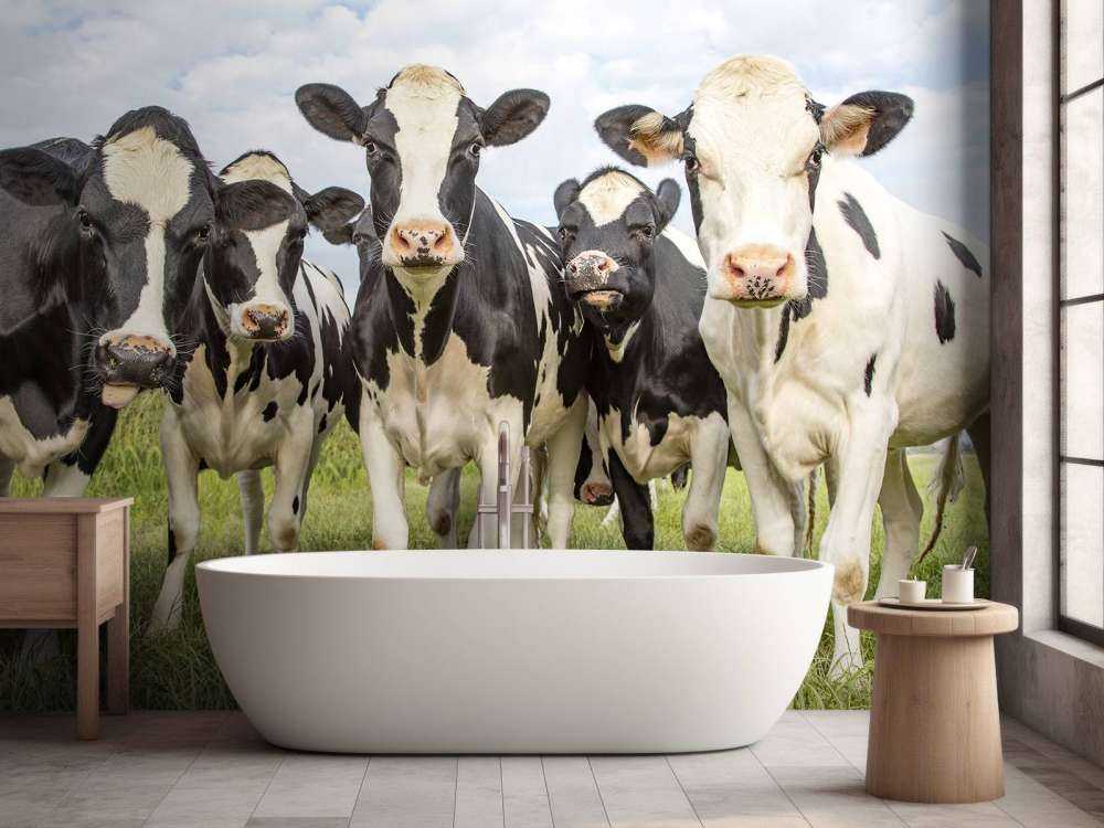 Herd with cows