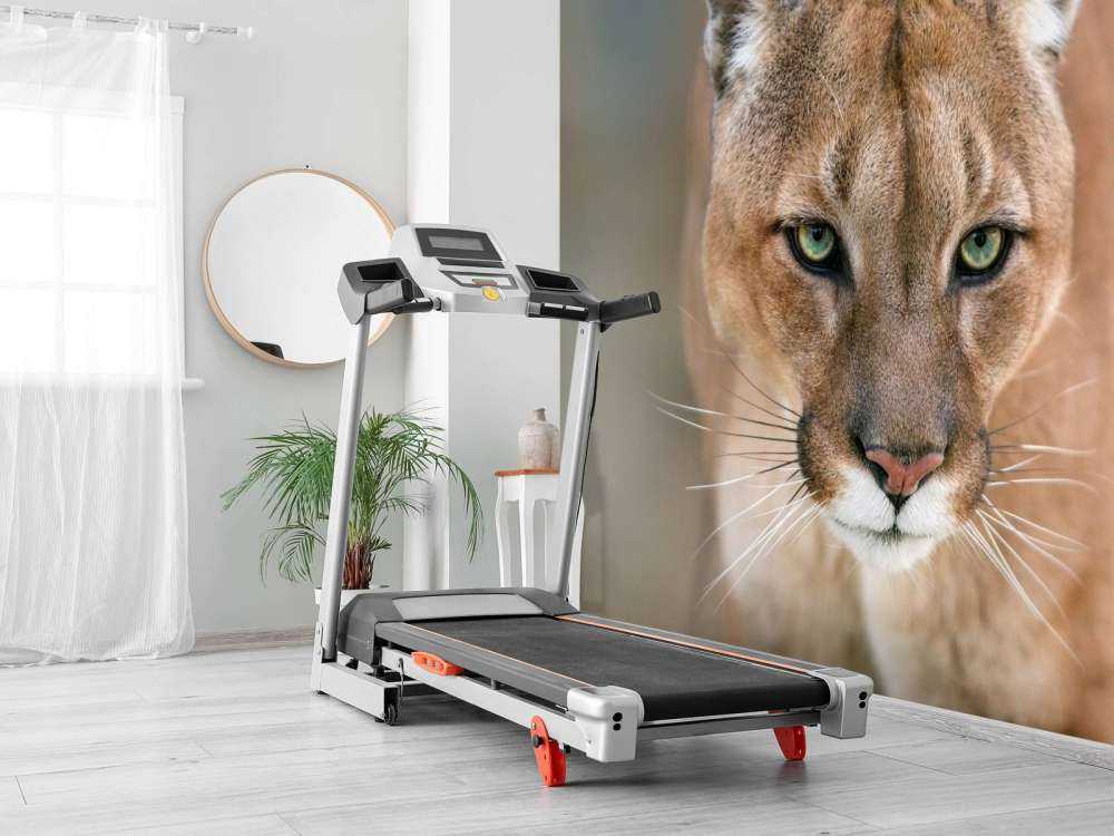 Puma close-up