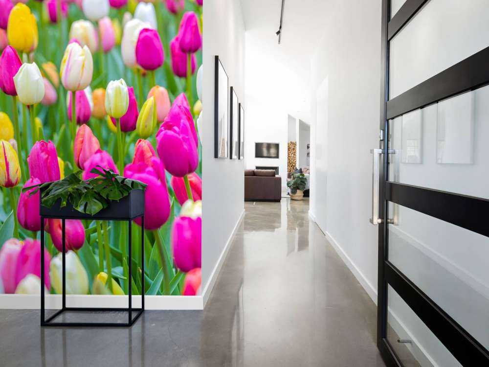 Colorful tulips in a field