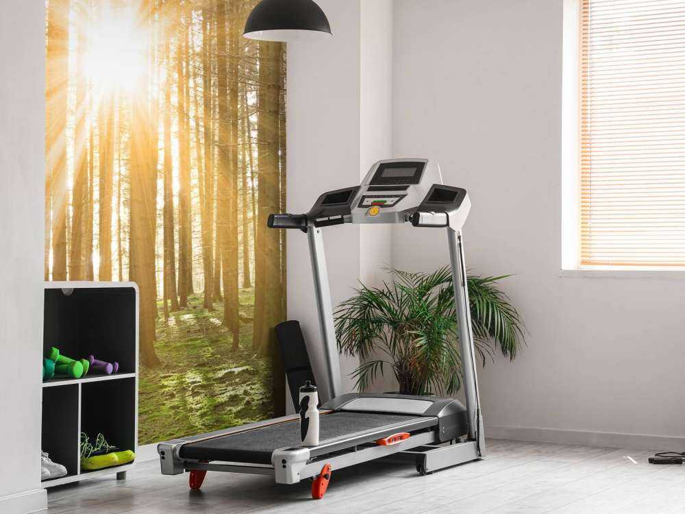 Pine forest with sunshine