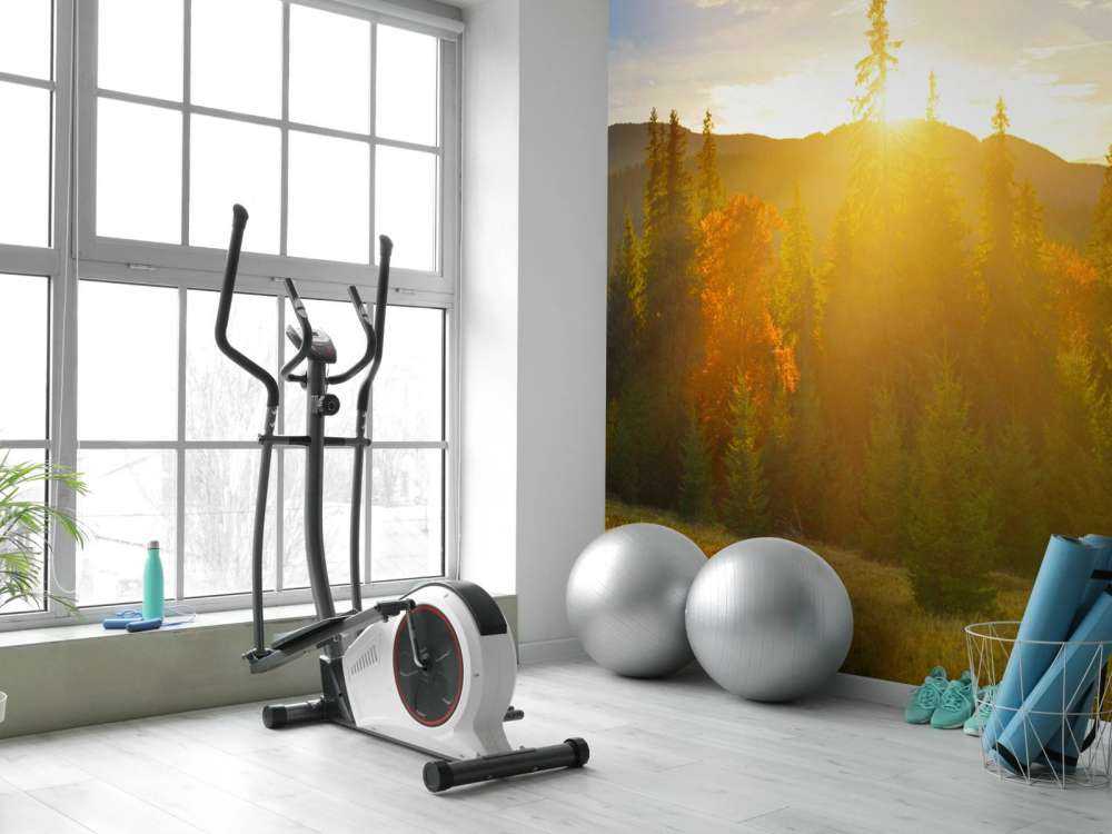 Pine forest panorama