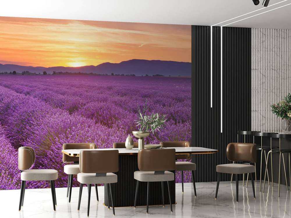 Field full of lavender