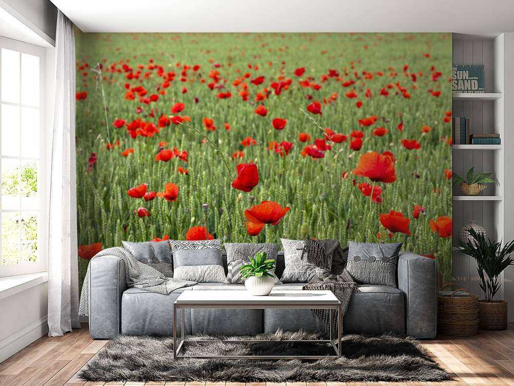 Red Poppies field
