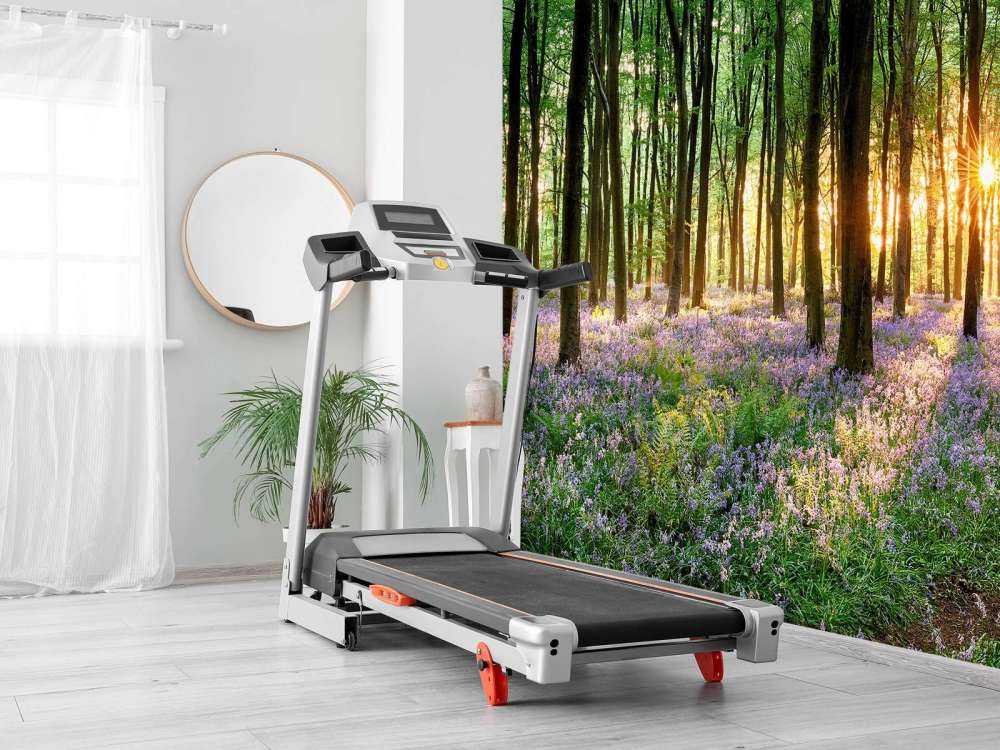 Forest path at sunrise