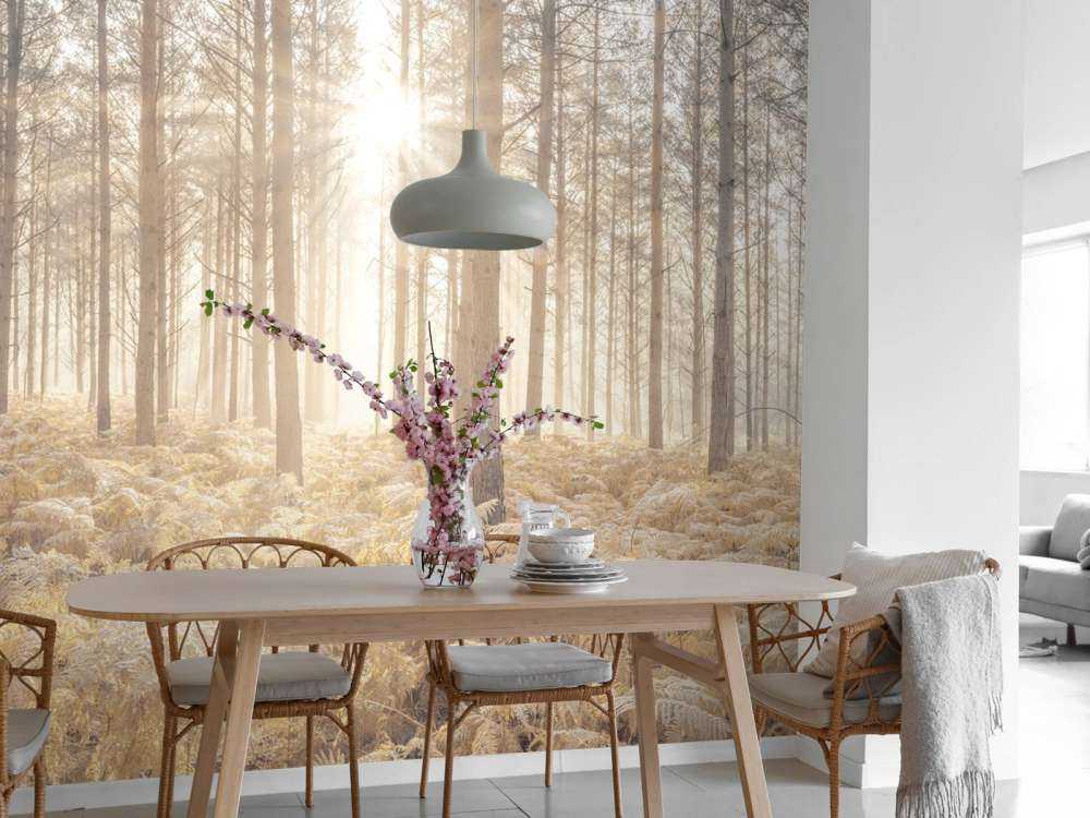 Sun rays in the cold forest