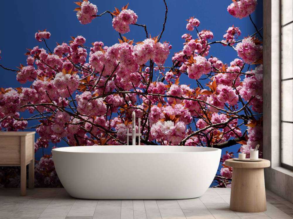 Pink blossom with blue sky