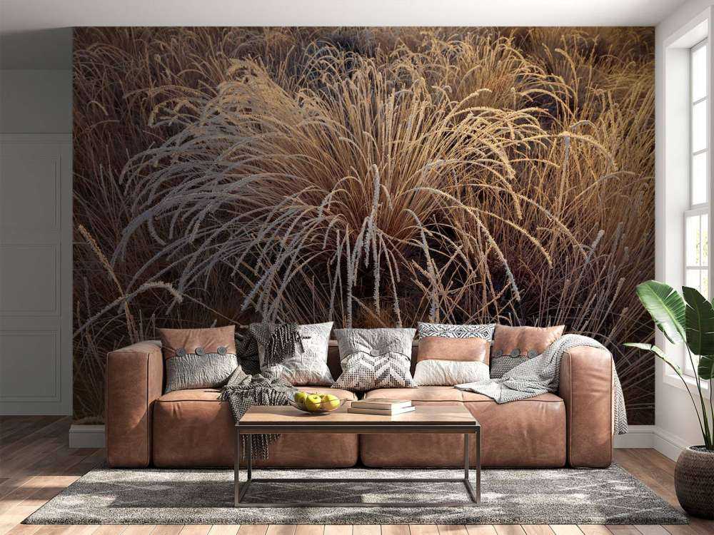 Grasses with hoarfrost