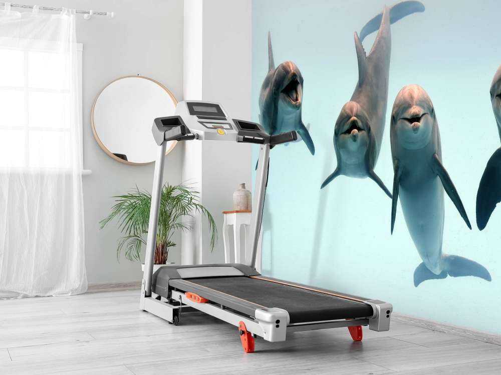 Laughing dolphins