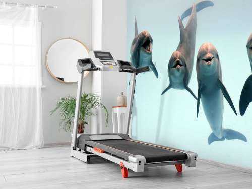 Laughing dolphins