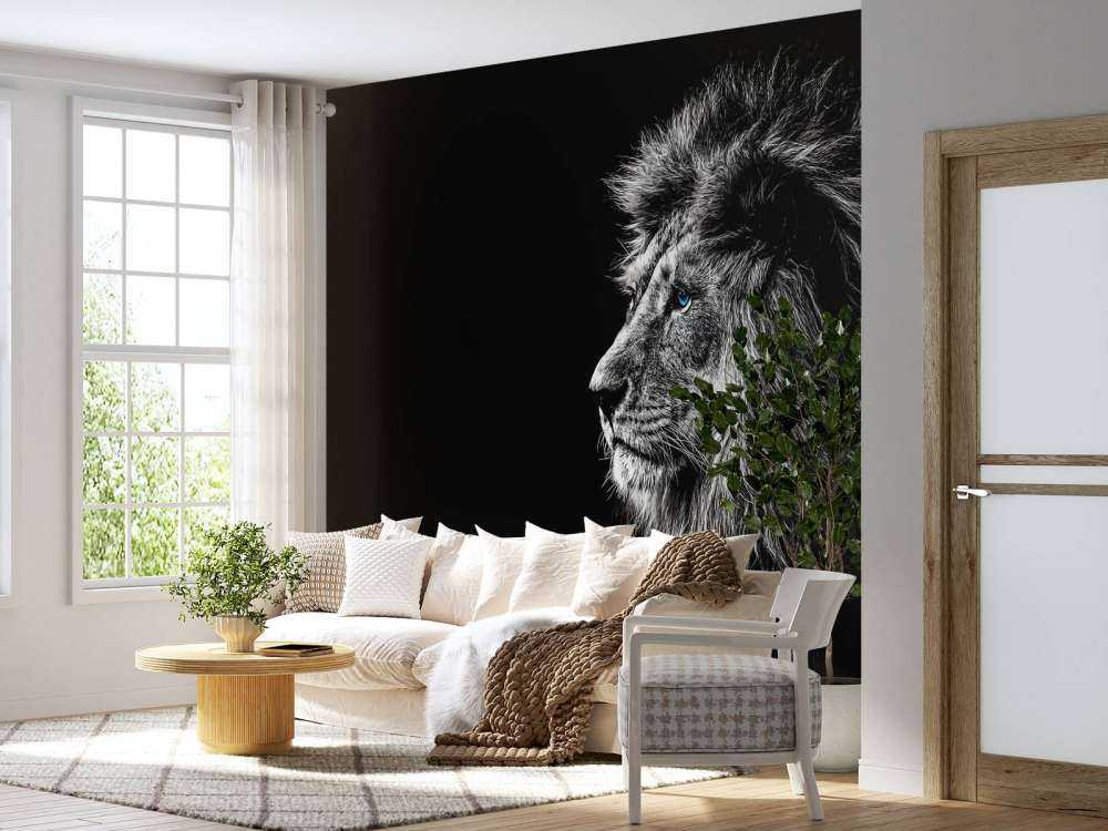Lion with blue eyes