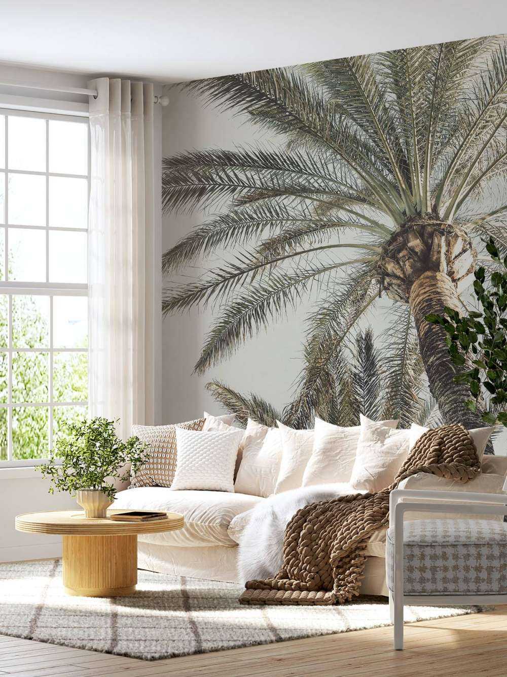 Palm in sun