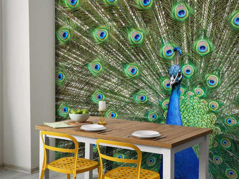 Peacock with dilated feathers