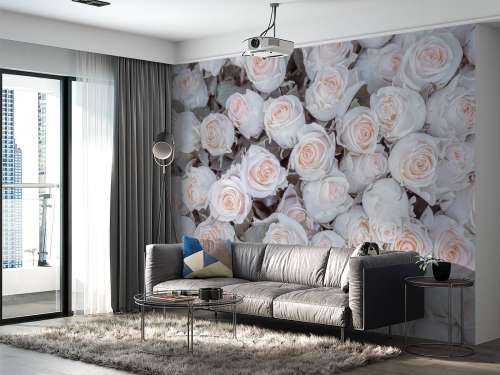 Light colored roses