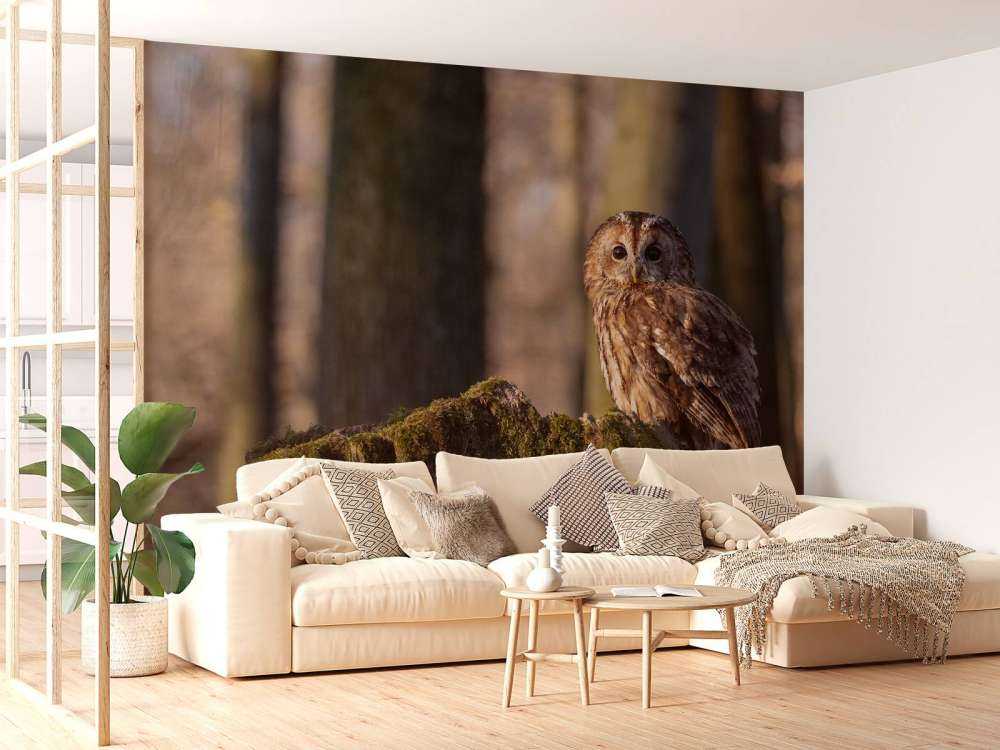 Little owl on a broken tree