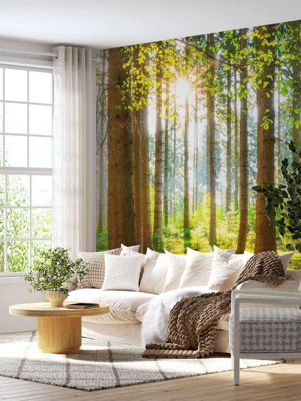 Sunrise in the forest