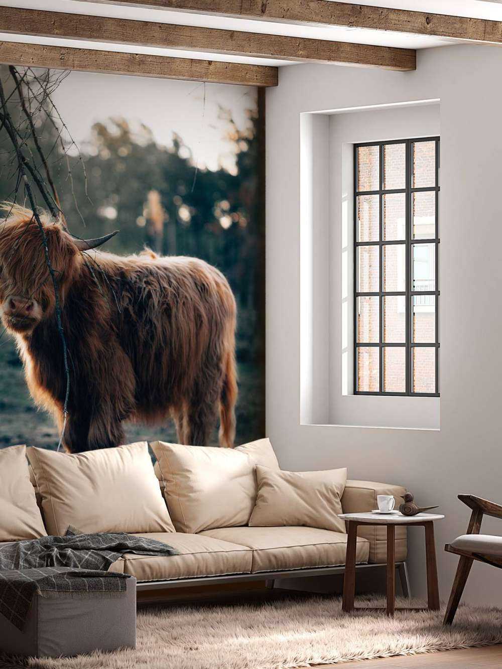 Scottish Highlander on the edge of the woods