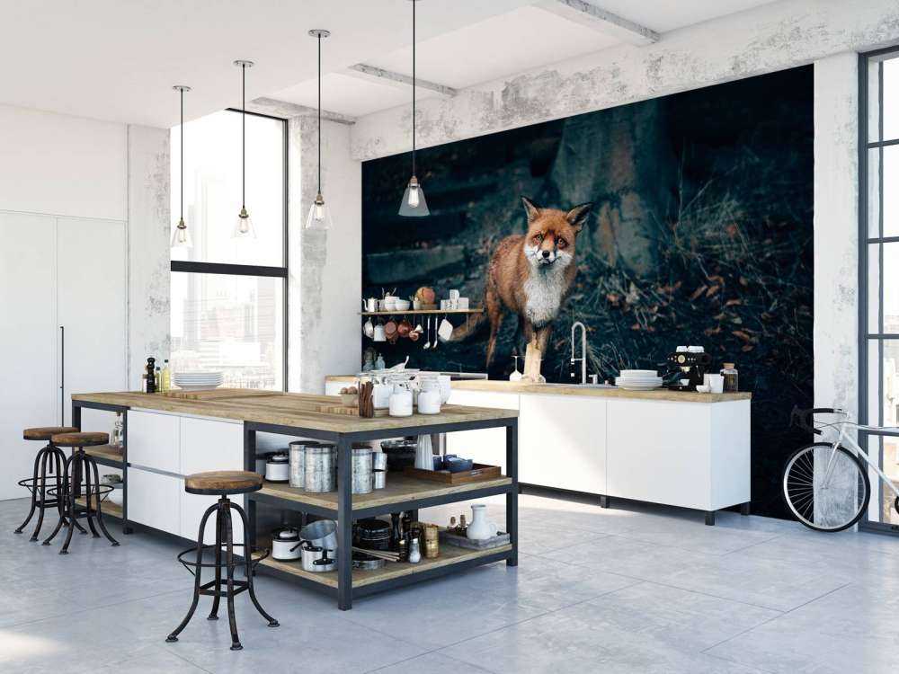 Curious fox