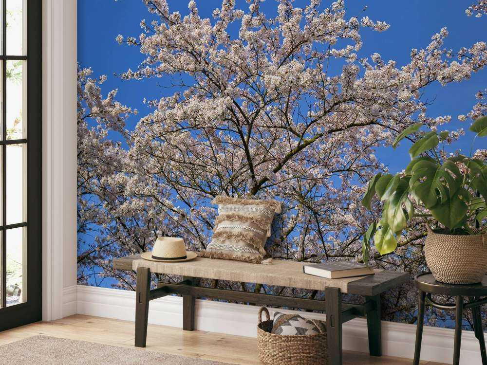 Blossom with blue sky