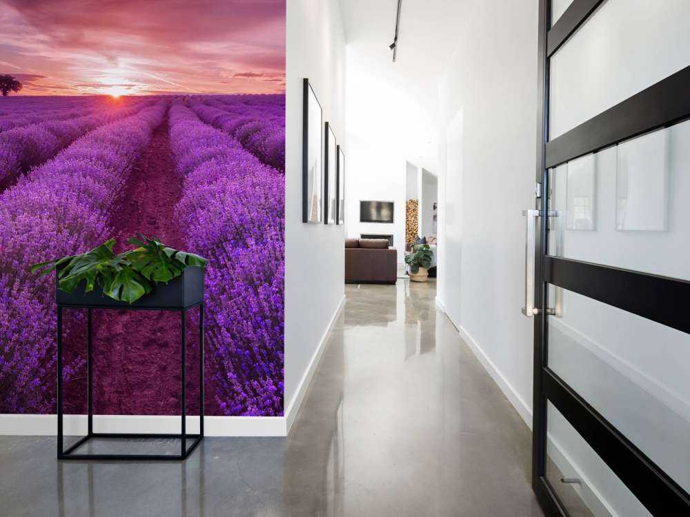 Field full with lavender