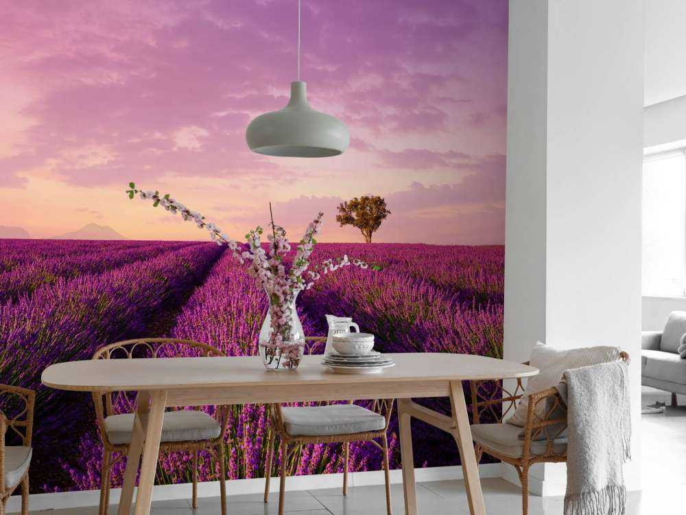 Lavender field and hot air balloon