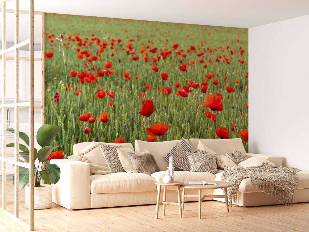 Red Poppies field