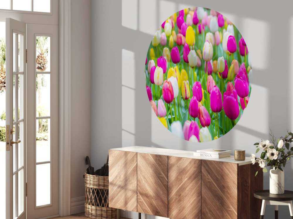 Colorful tulips in a field