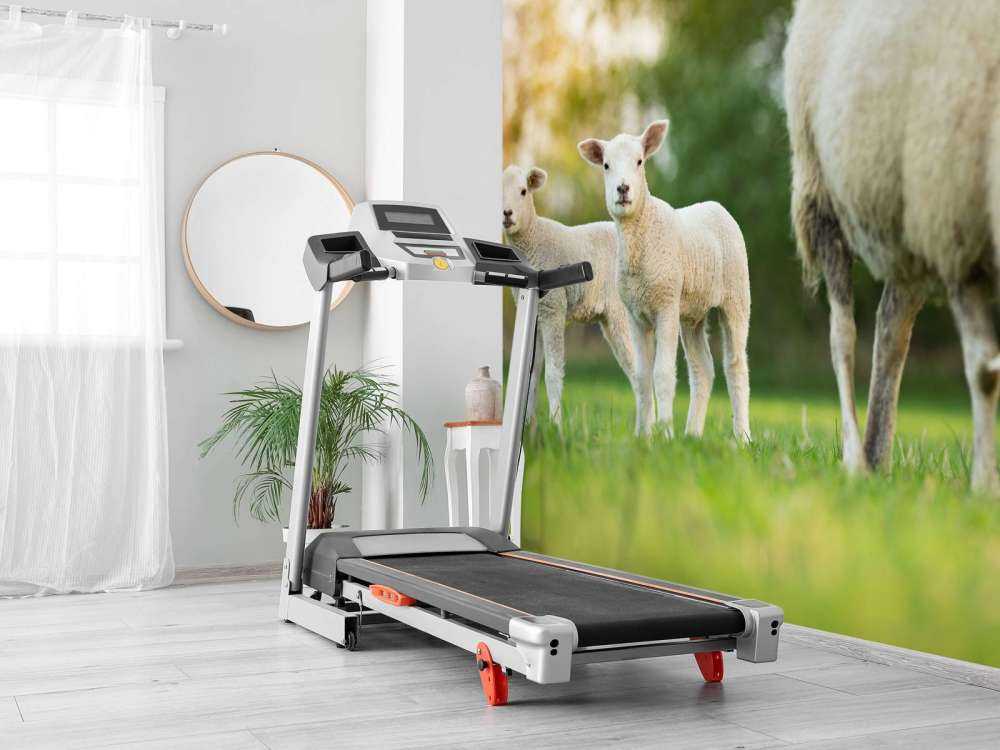 Mother sheep with lambs